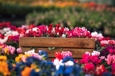 Pembe Siklamen çiçekleri sera bahçesindeki tahta sandıkta.