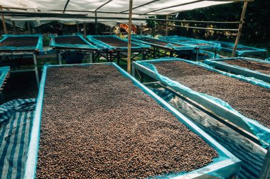 Çadırın altındaki geleneksel bir kahve çiftliğinde kuru kahve çekirdekleri..