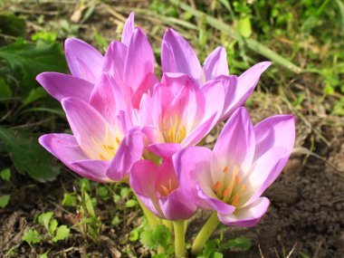 pink flowers of colchicum autumnale clipart
