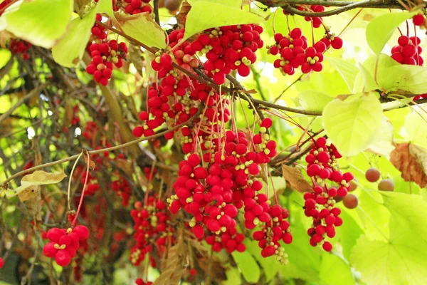 Branches of red ripe schisandra — Stock Photo, Image