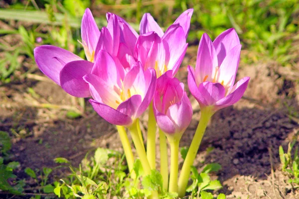 Pequeño arbusto de flores de colchicum otoñal —  Fotos de Stock