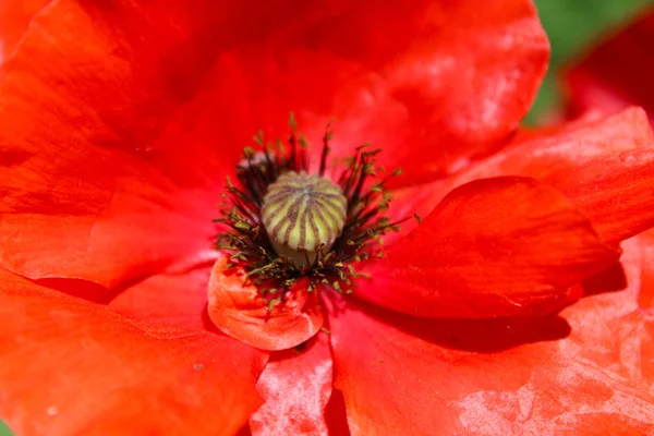 Grande flor bonita de papoula vermelha — Fotografia de Stock