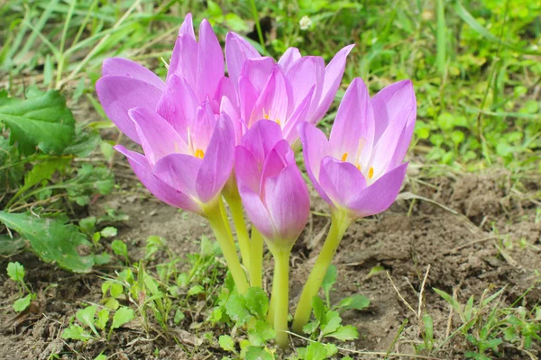 Pequeño arbusto de flores de colchicum otoñal —  Fotos de Stock