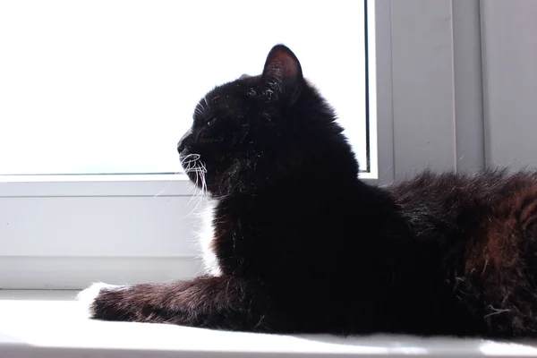 Gato coloca na janela — Fotografia de Stock