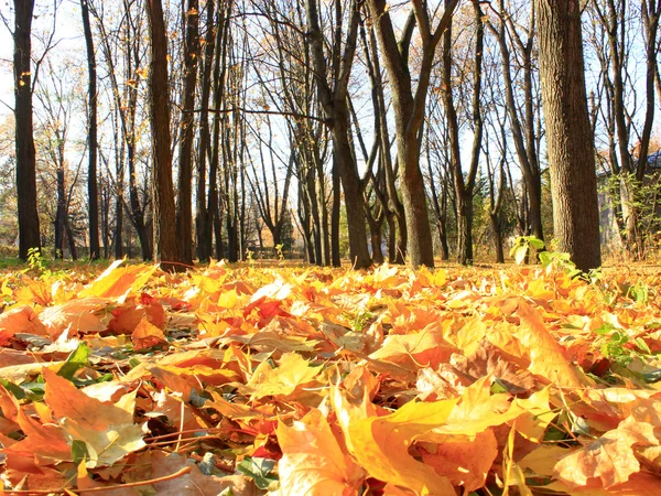 Parco autunnale con alberi e foglie — Foto Stock