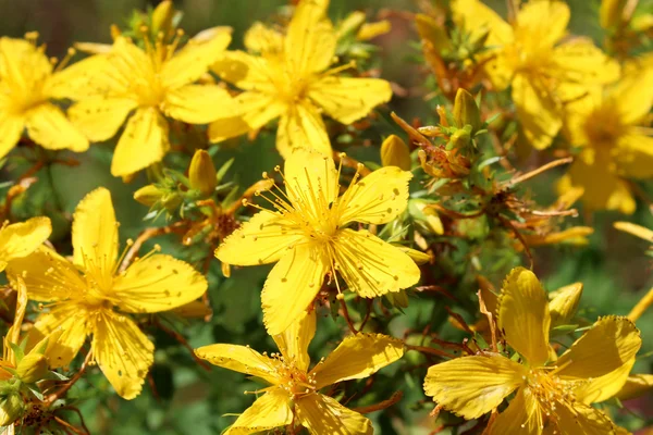 Gele mooie bloemen van Sint-janskruid — Stockfoto