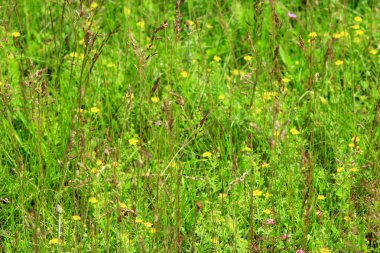 çayır çiçek yeşil çim