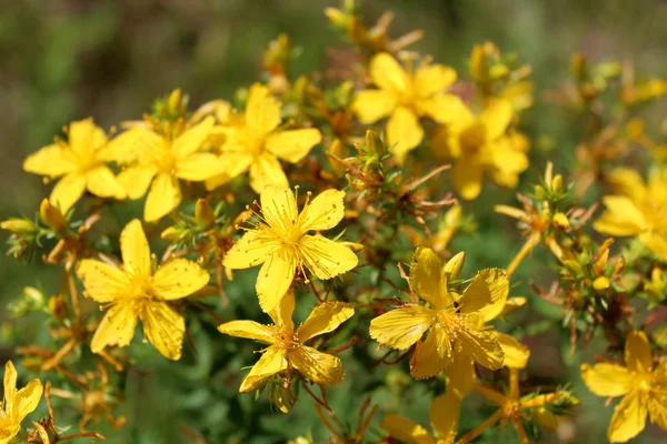 Yellow beautiful flowers of St.-John's wort — Stock Photo, Image