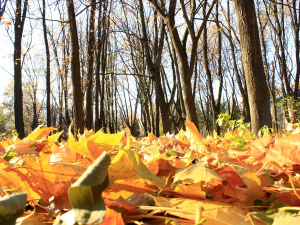 Autunno parco con alberi gialli — Foto Stock