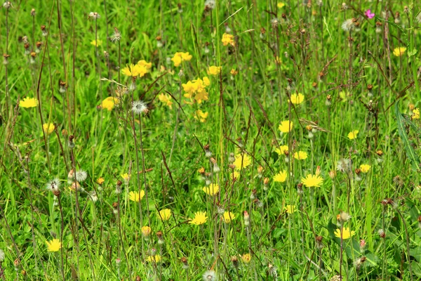 Galium verum Sonchus arvensis çayır çiçekler — Stok fotoğraf