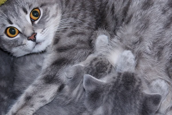 Kat met kittens van Schotse rechte RAS — Stockfoto