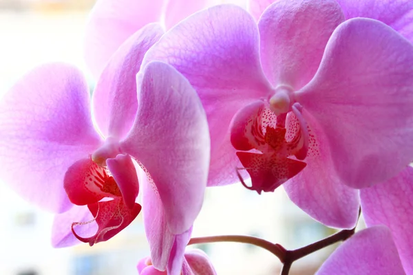 Bloemen van roze orchid — Stockfoto