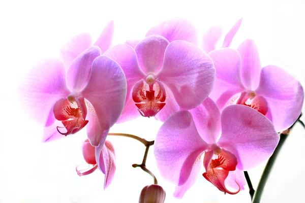Flores de orquídea rosa aisladas — Foto de Stock