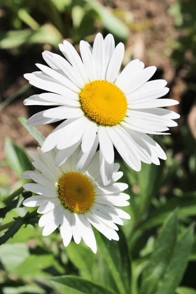 Dos camomilas blancas hermosas — Foto de Stock