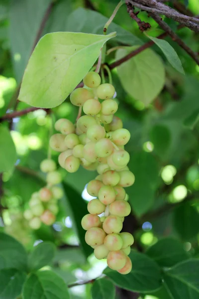 Schisandra yeşil değil olgun çilek ile dallarında — Stok fotoğraf