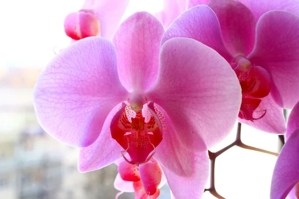 Tak van roze orchideeën — Stockfoto