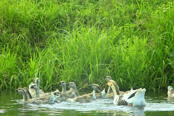 Escotilla de gansos blancos jóvenes nadando en el agua — Foto de Stock