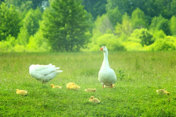 Volo di oche bianche sul prato — Foto Stock