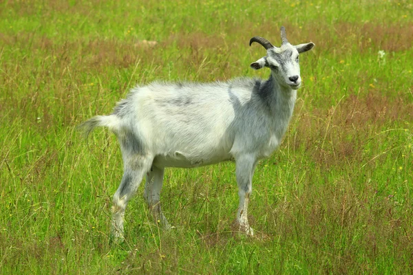 Chèvre sur le pâturage — Photo