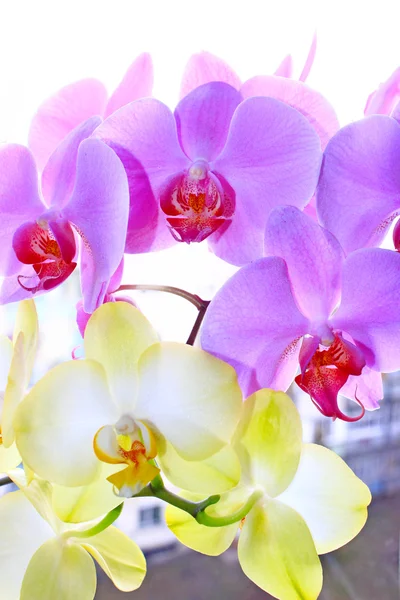 Branch of pink and yellow orchids — Stock Photo, Image