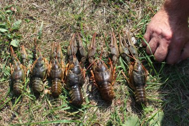 nehir kanserler çim