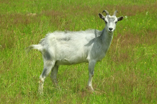 Chèvre sur le pâturage — Photo