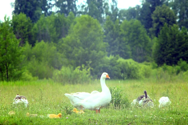 Flug der weißen Gänse auf der Wiese — Stockfoto