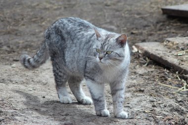 İskoç düz güzel kedi 