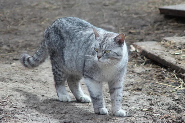 Красивая кошка Шотландского пролива — стоковое фото