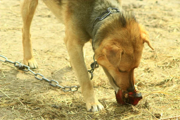 Yiyor etindeki watchdog — Stok fotoğraf