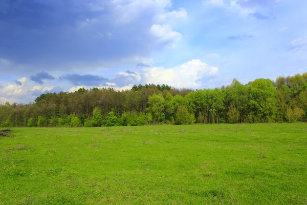 Lente landschap met weide en bos — Stockfoto