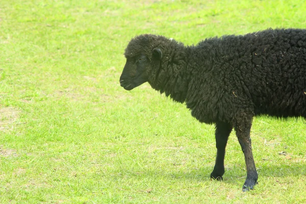 Oveja negra en el pasto — Foto de Stock