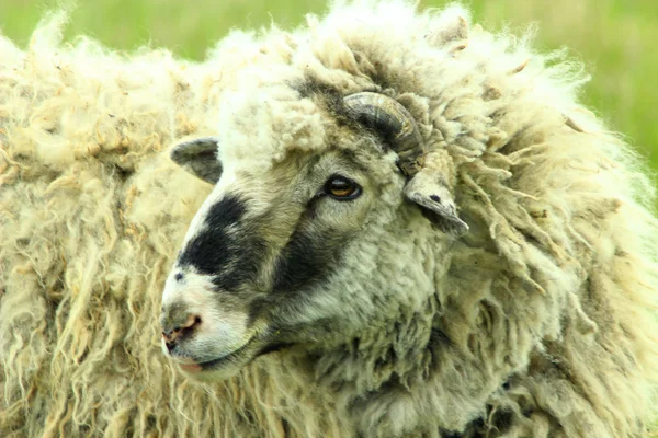 厚厚的羊毛的羊 — 图库照片