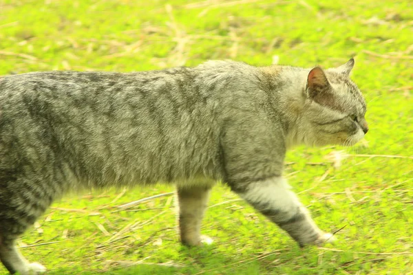 Gato de escocês em linha reta vai na grama — Fotografia de Stock