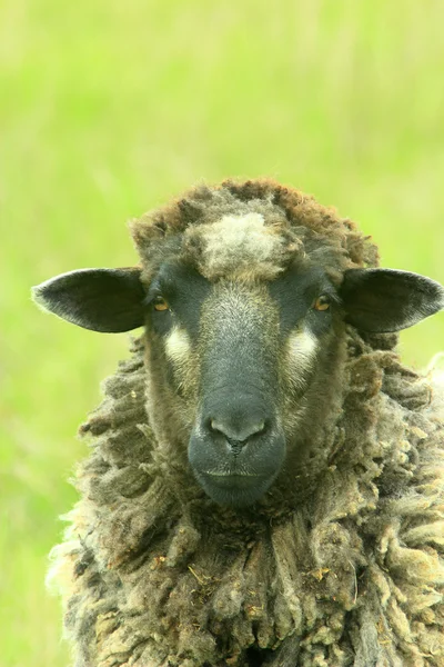 Šéf ovcí — Stock fotografie