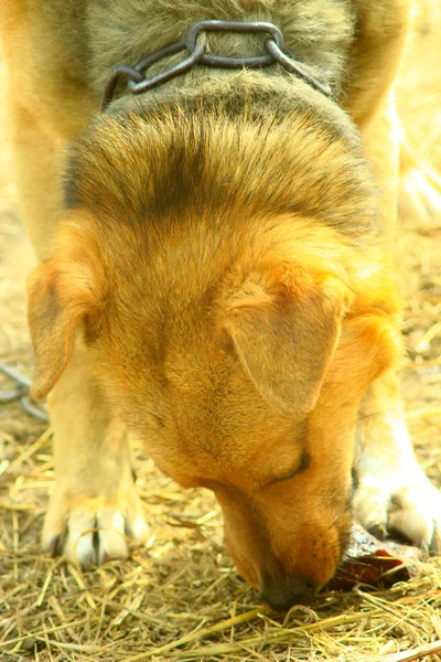 Cão de guarda em come a carne — Fotografia de Stock