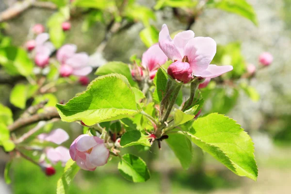 Ramo de árvore de maçã florescente — Fotografia de Stock