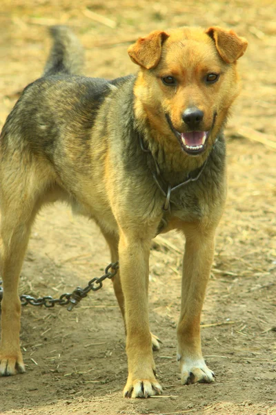 Assistir cão amarrado em cadeia — Fotografia de Stock