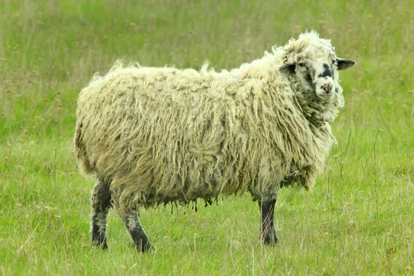 Вівці пасуться на траві — стокове фото
