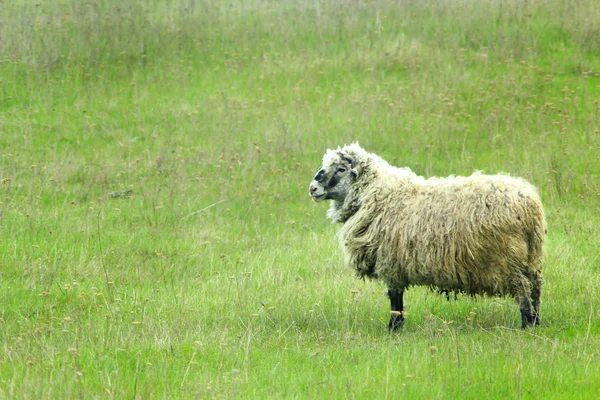 羊在草地上吃草 — 图库照片