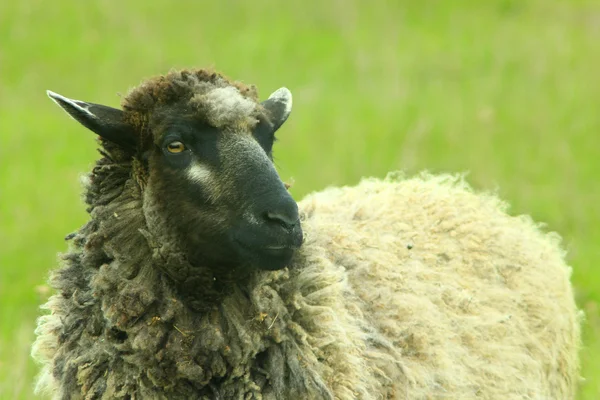 Овцы пасутся на траве — стоковое фото