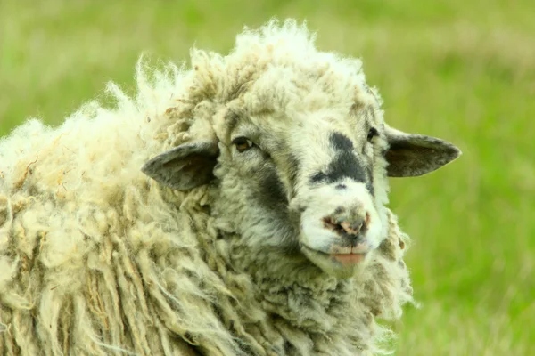 Cabeza de oveja con vellón grueso — Foto de Stock