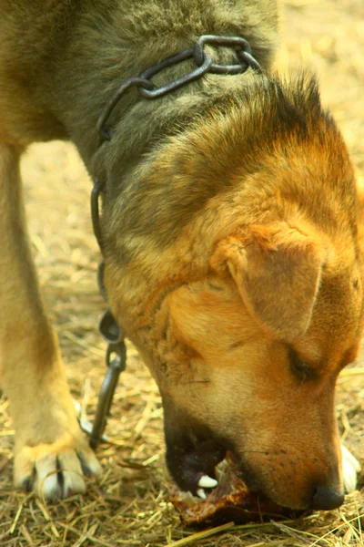 Seyretmek-köpek bir parça et yiyor — Stok fotoğraf
