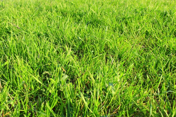 Prairie avec herbe verte — Photo
