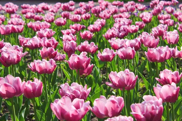 Fliedertulpen auf dem Beet — Stockfoto