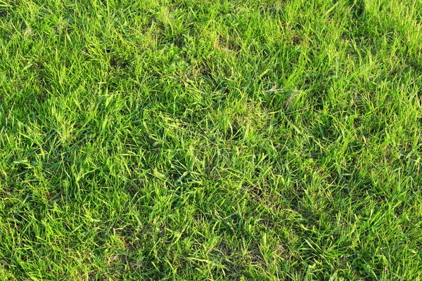 Meadow with green grass Royalty Free Stock Photos