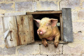 Картина, постер, плакат, фотообои "pig looks out from window of shed", артикул 110139790