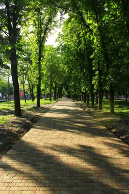 Birçok yeşil ağaçlar ile güzel park