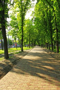 Birçok yeşil ağaçlar ile güzel park