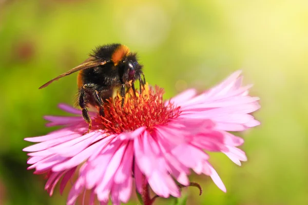 Calabrone siede sul aster — Foto Stock